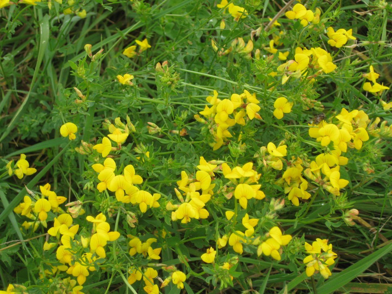 Лимонник мелкие желтые цветочки