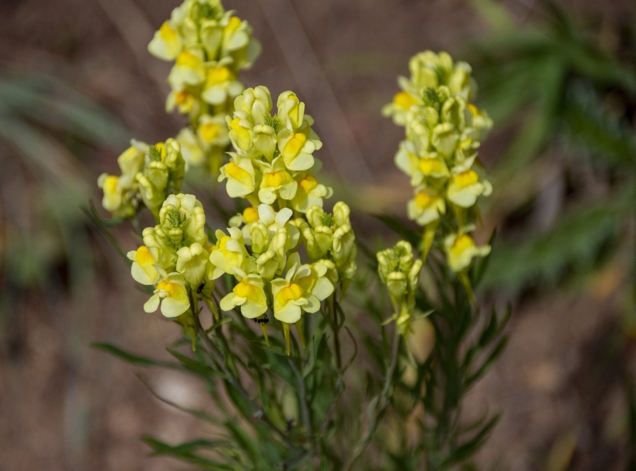 Бурачок полевой