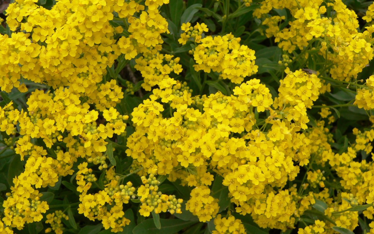 Витекс жёлтый полевой