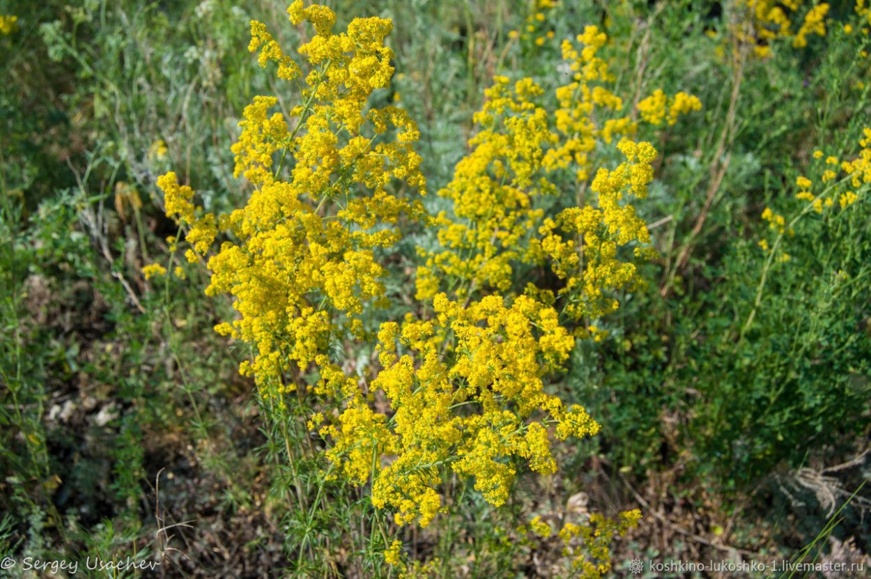 Cytisus Genista