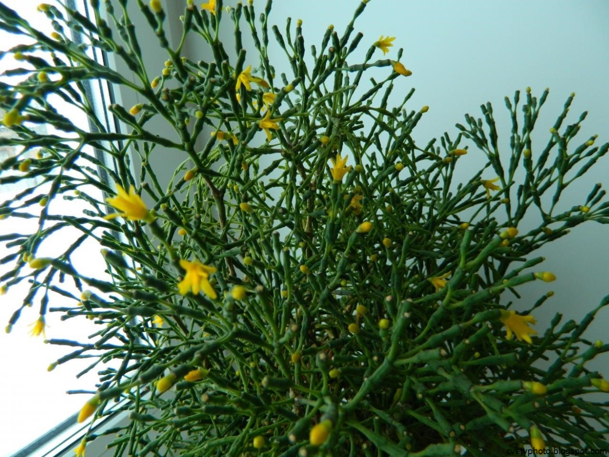 Витекс жёлтый полевой