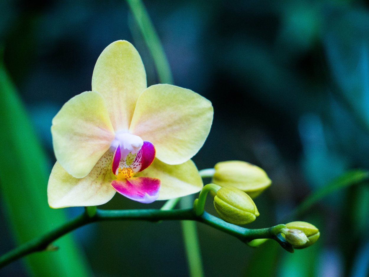Фаленопсис Yellow Blossom