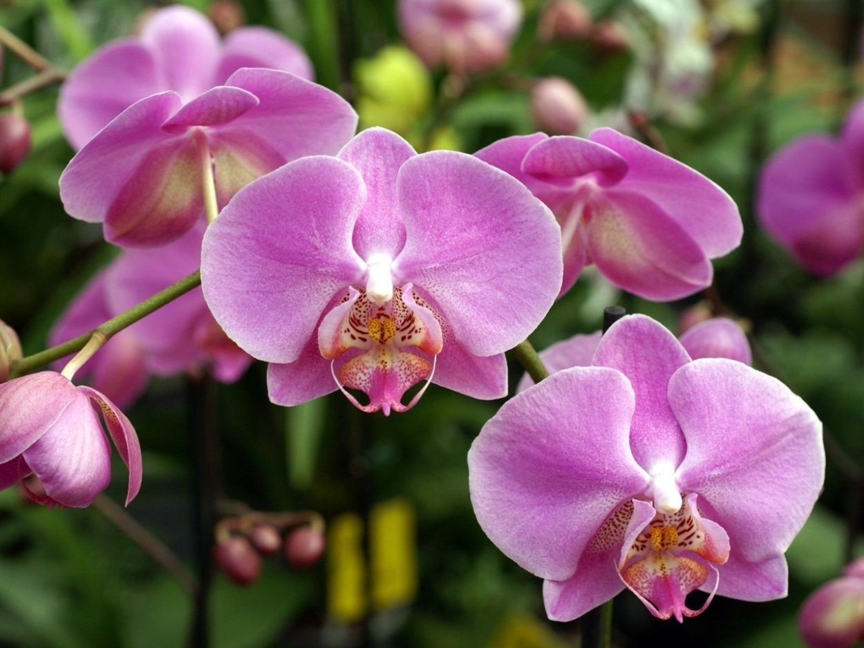 Phalaenopsis Mansion