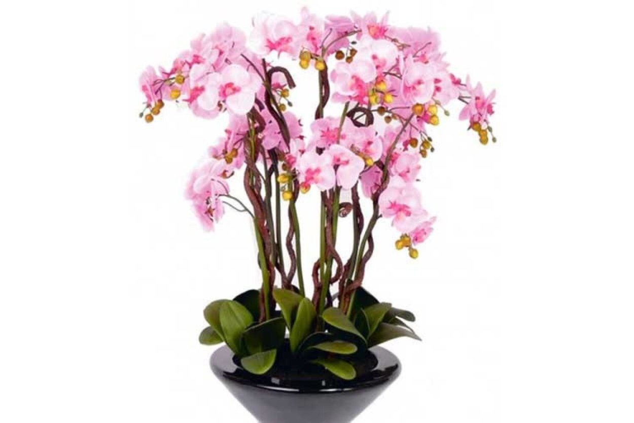 Дендробиум фаленопсис