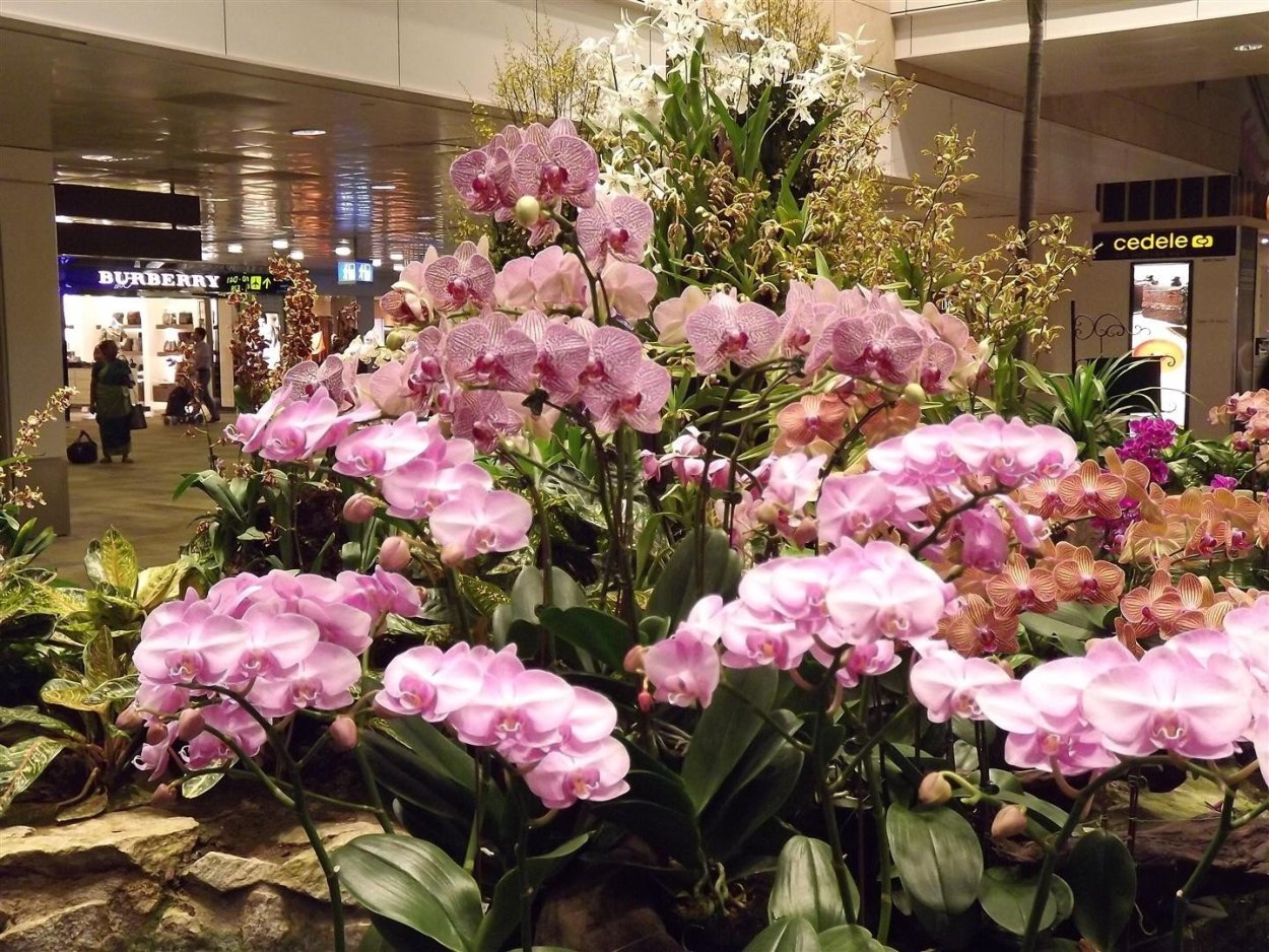 Орхидея фаленопсис Корнелия