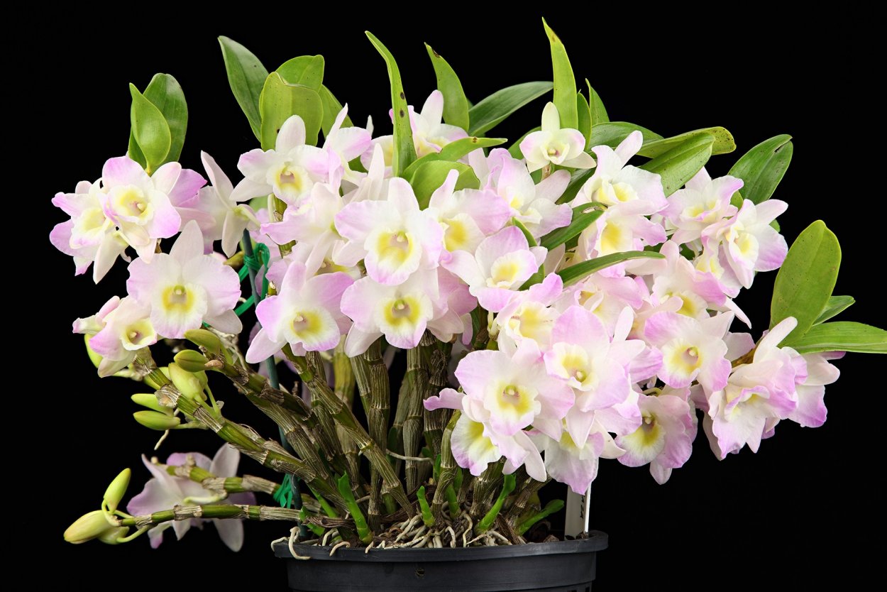 Орхидея Dendrobium Nobile белая