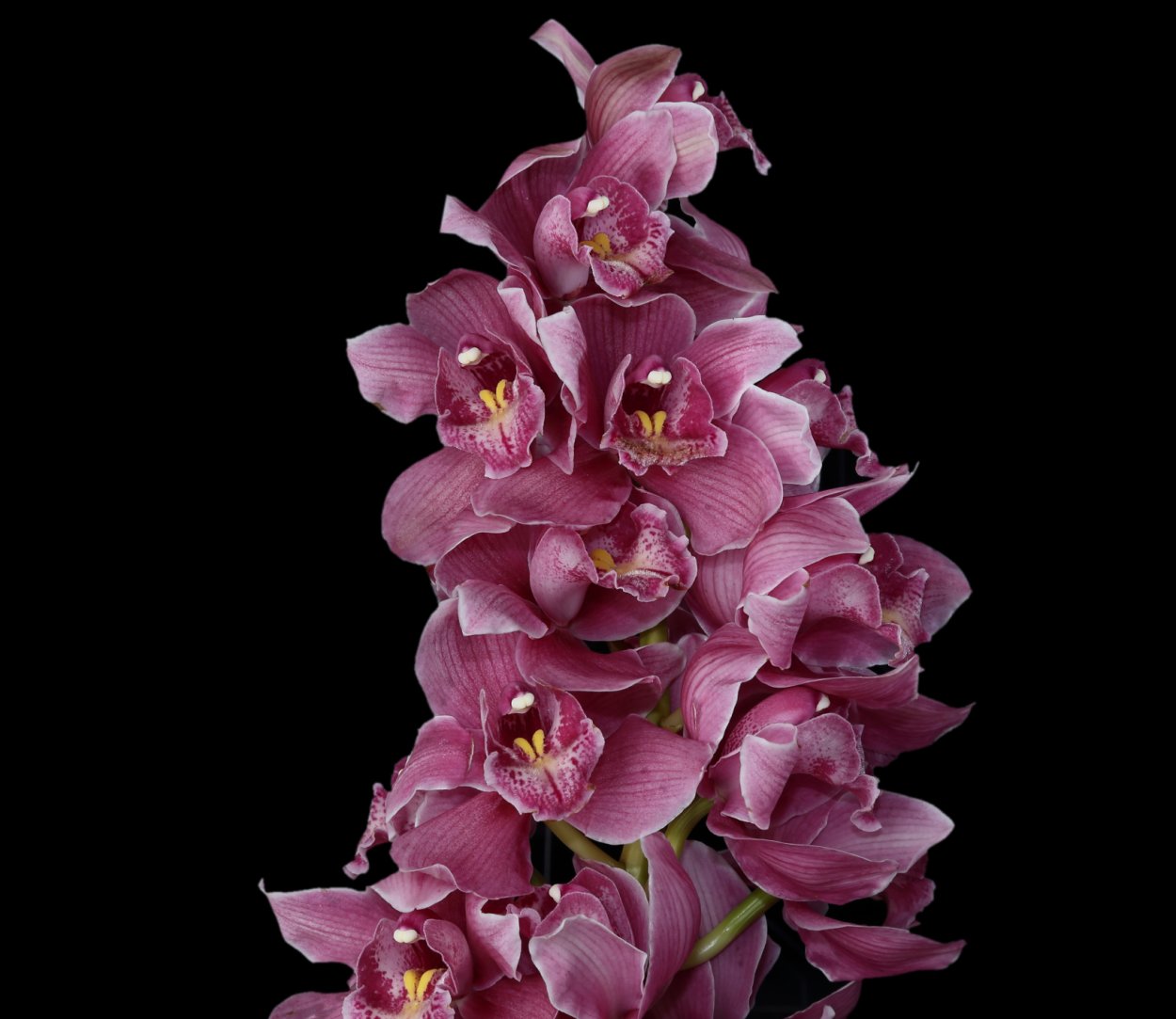 Букет с орхидеей Цимбидиум