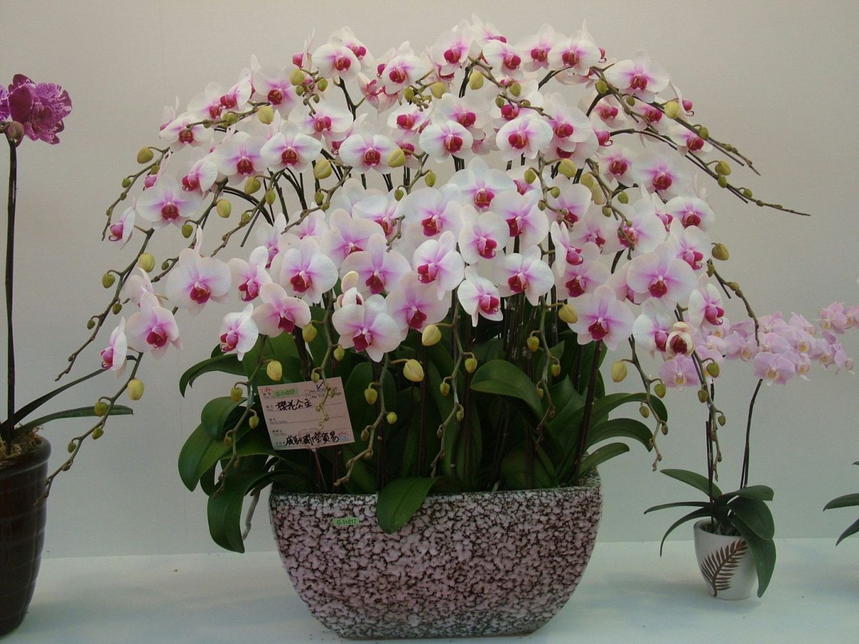 Букет страсть и нежность