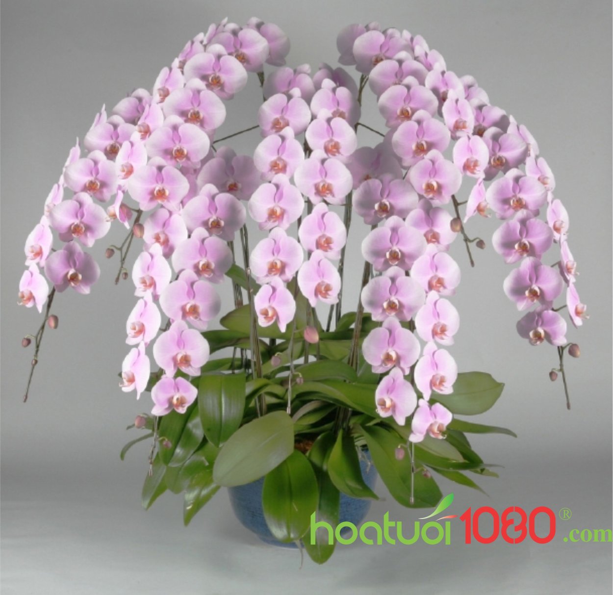 Lush Orchids Phalaenopsis