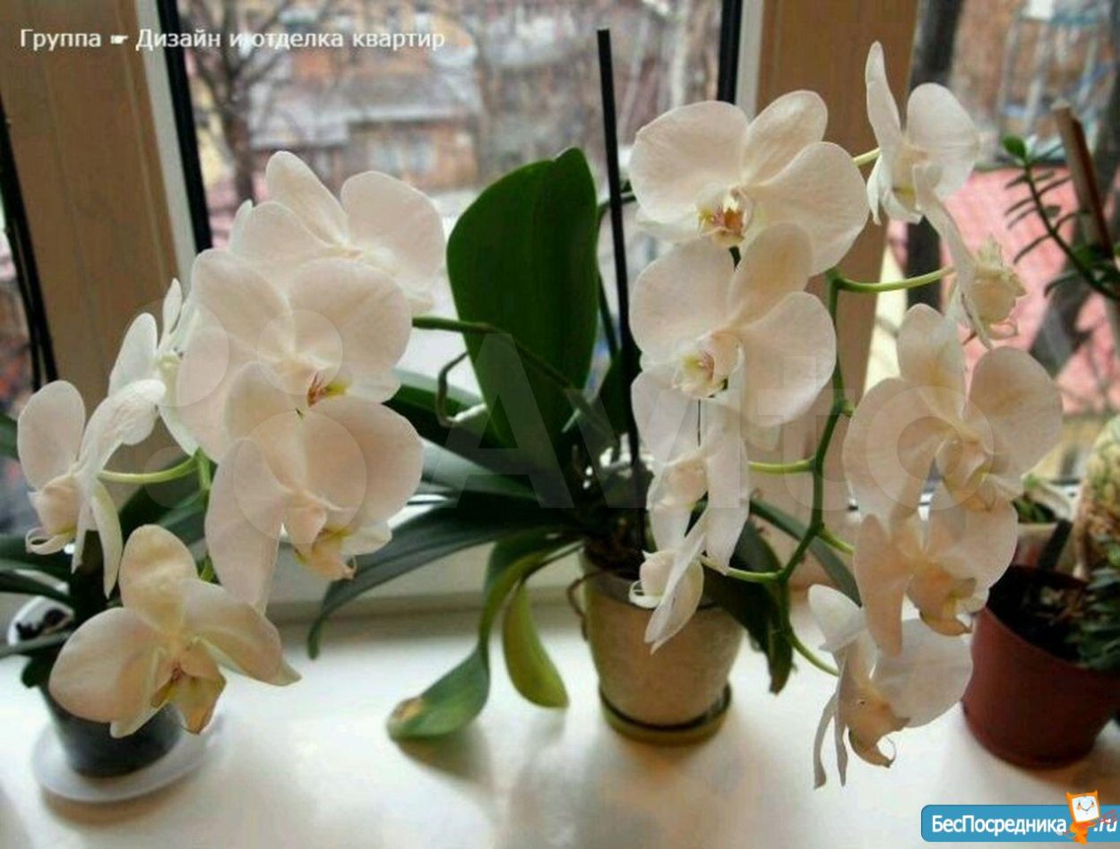 Фаленопсис эпифит