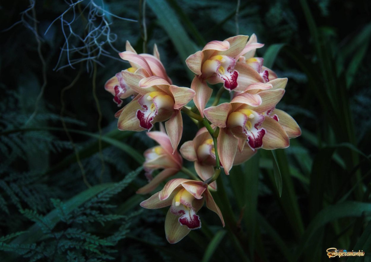 Орхидея Дендробиум