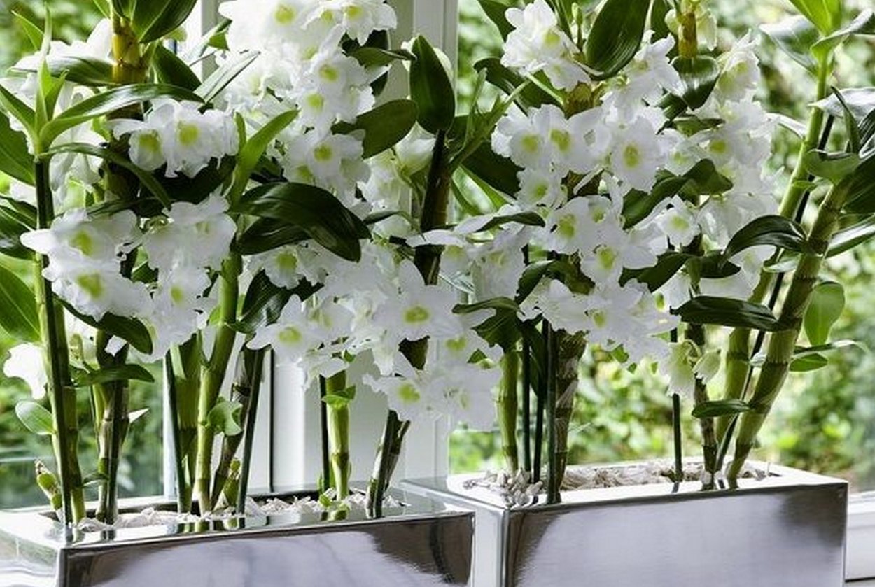 Орхидея Дендробиум Каскад