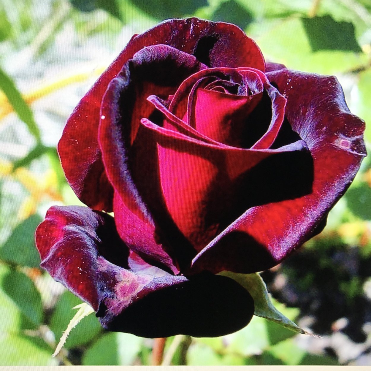 Роза дарк Экспрешн