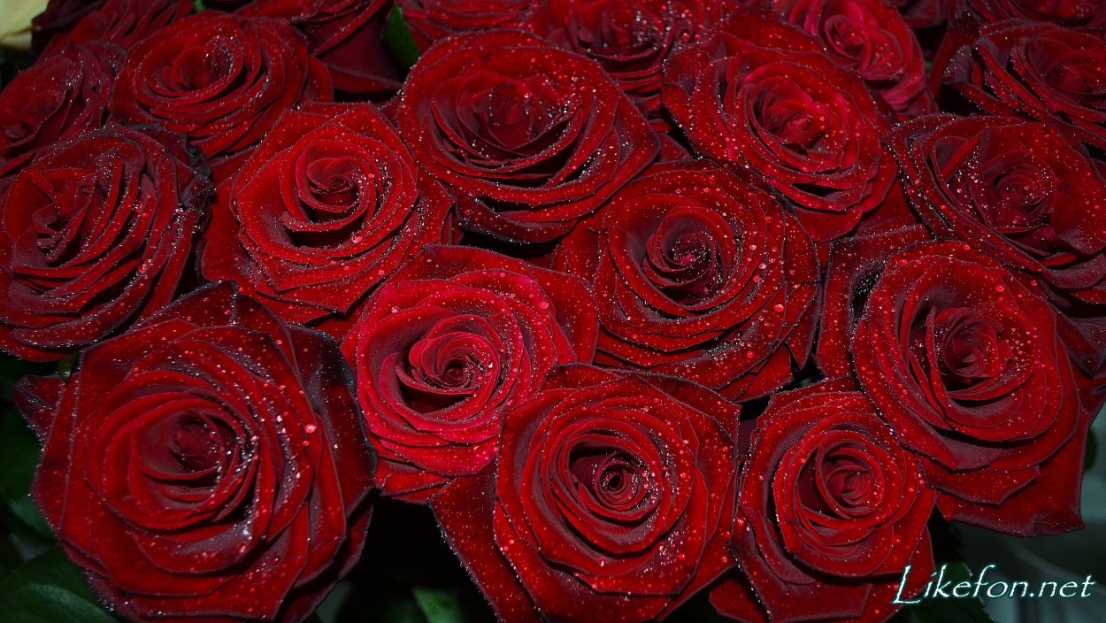 Анимация бордовые розы