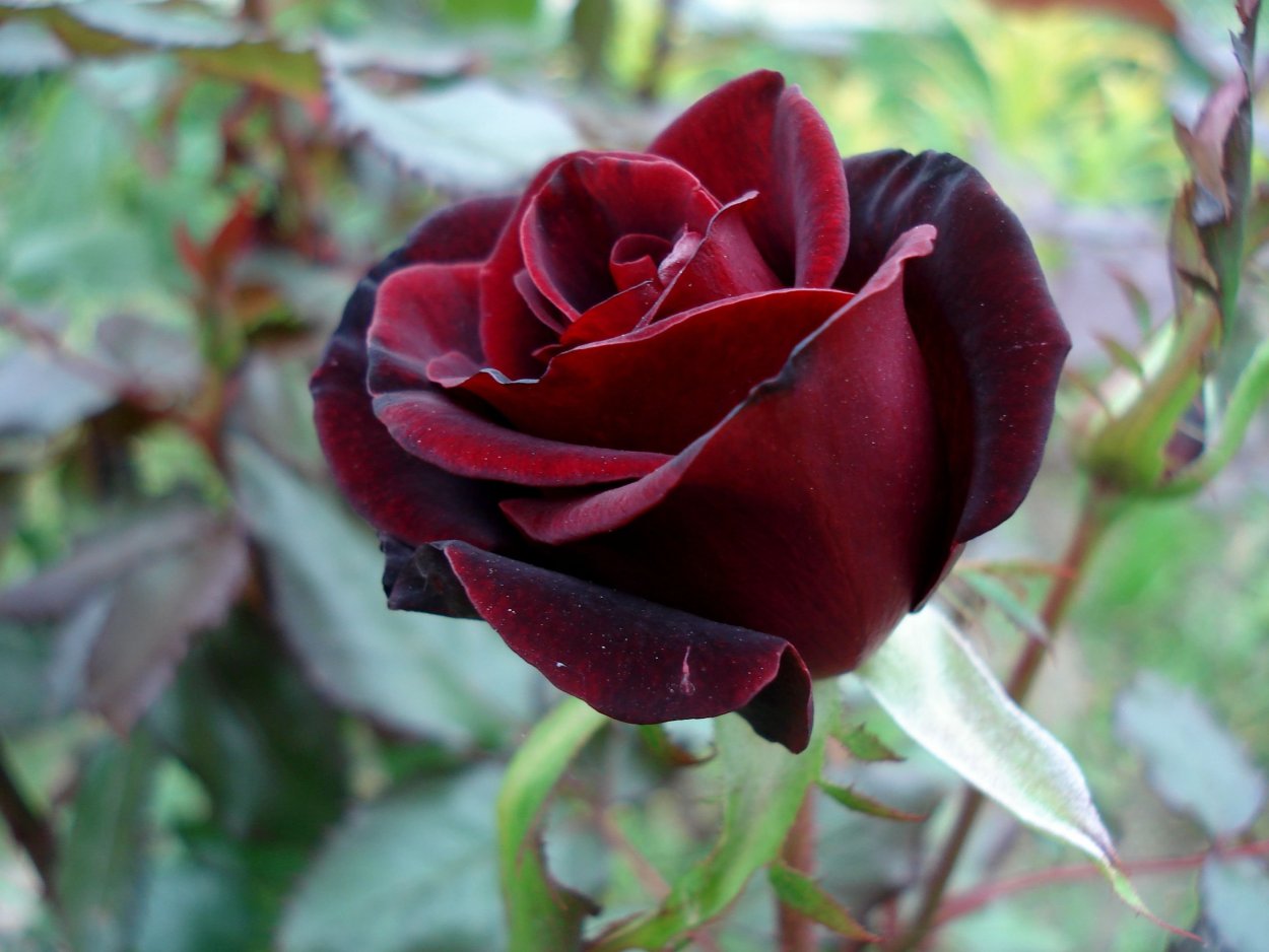 Роза Фиджи Негро