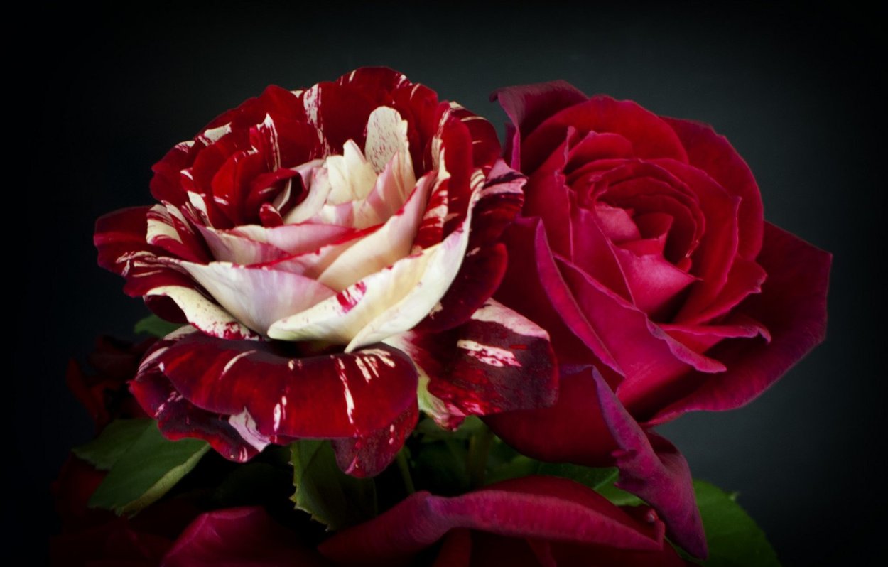 Роза бургунди макро