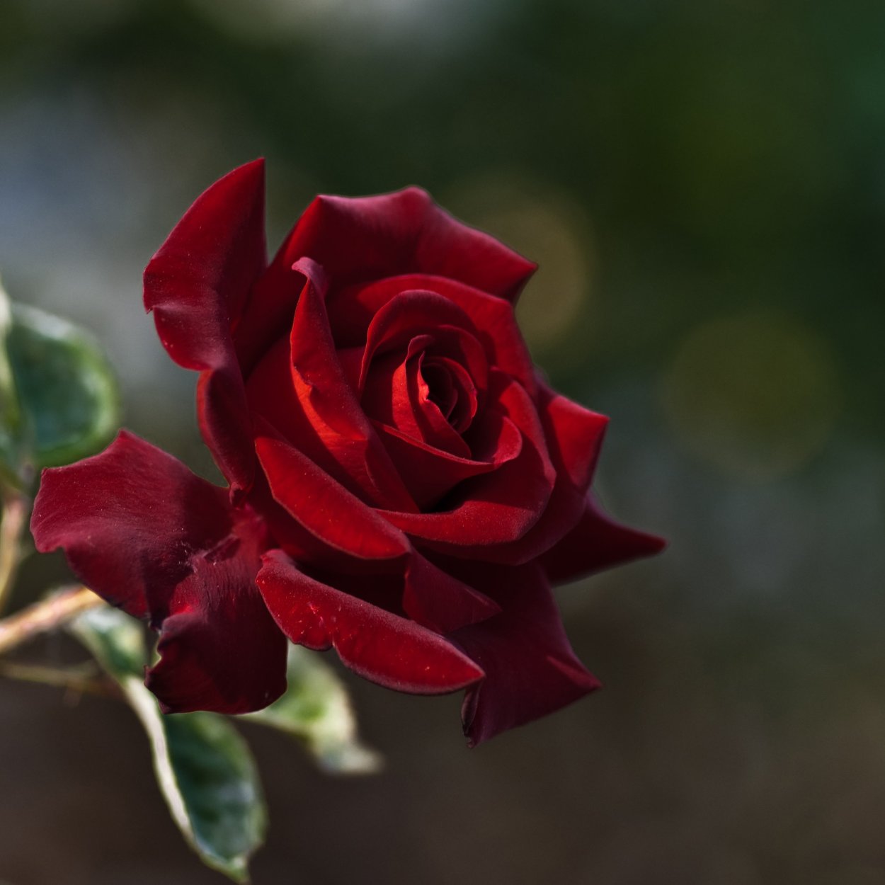 Красный бархат с розами