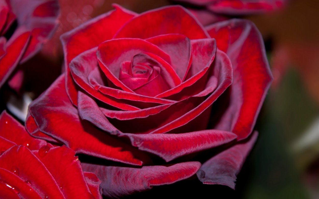 Роза бургунди макро