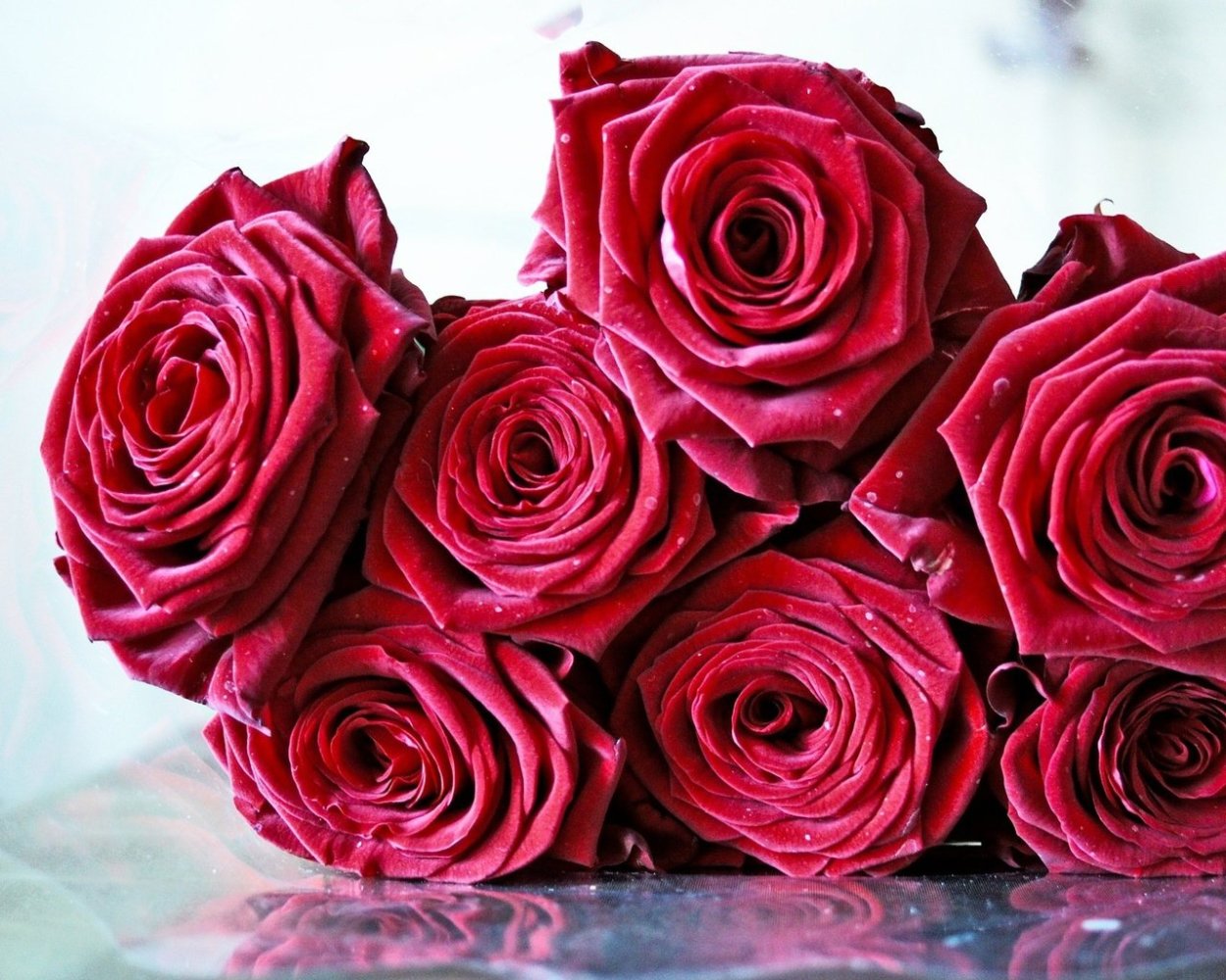 Роза чайно-гибридная Блэк Мэджик