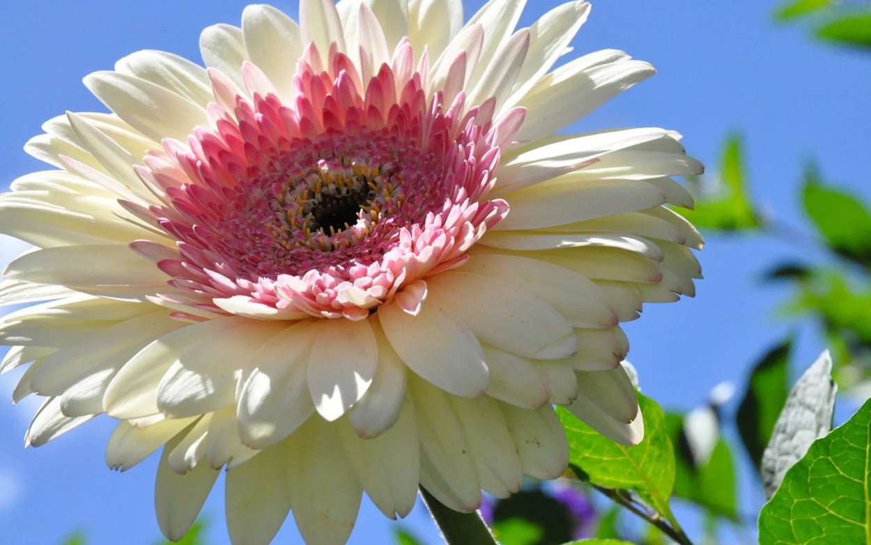 Растение Гербера h35