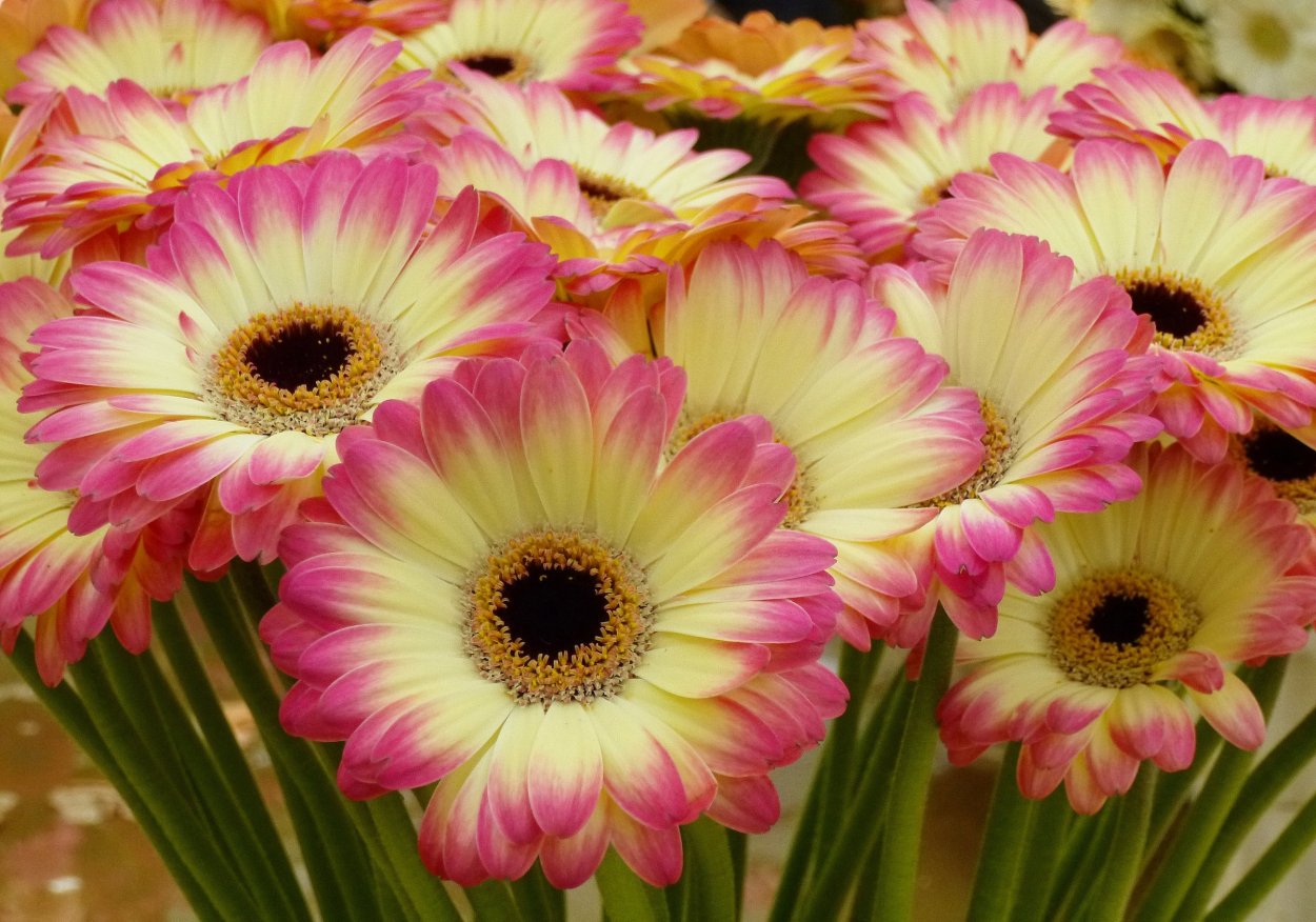 Гербера Гули