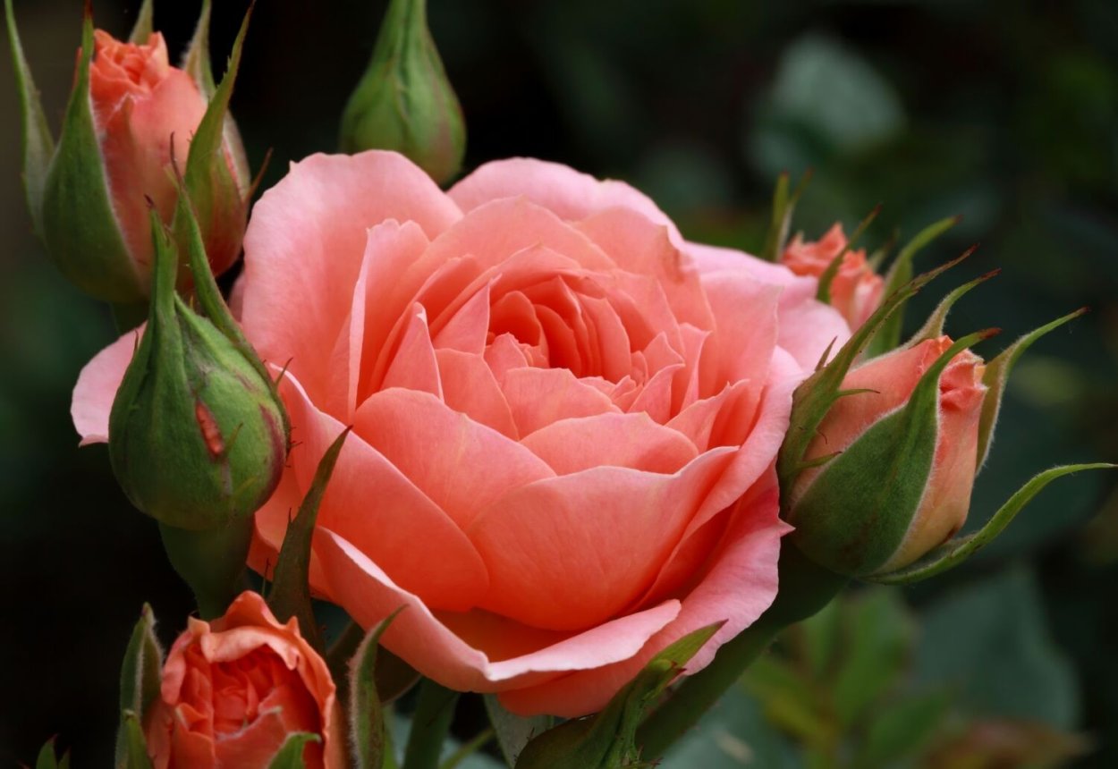 Роза каоликазали