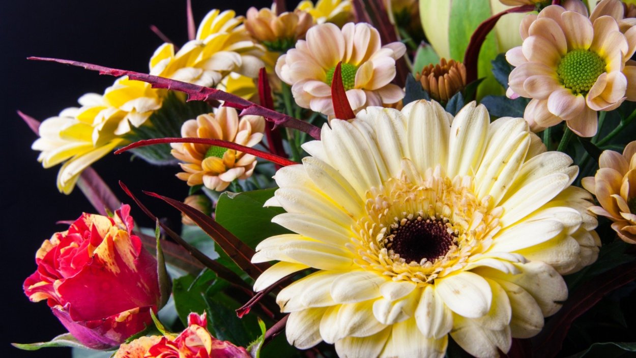 Цветы розы хризантемы герберы