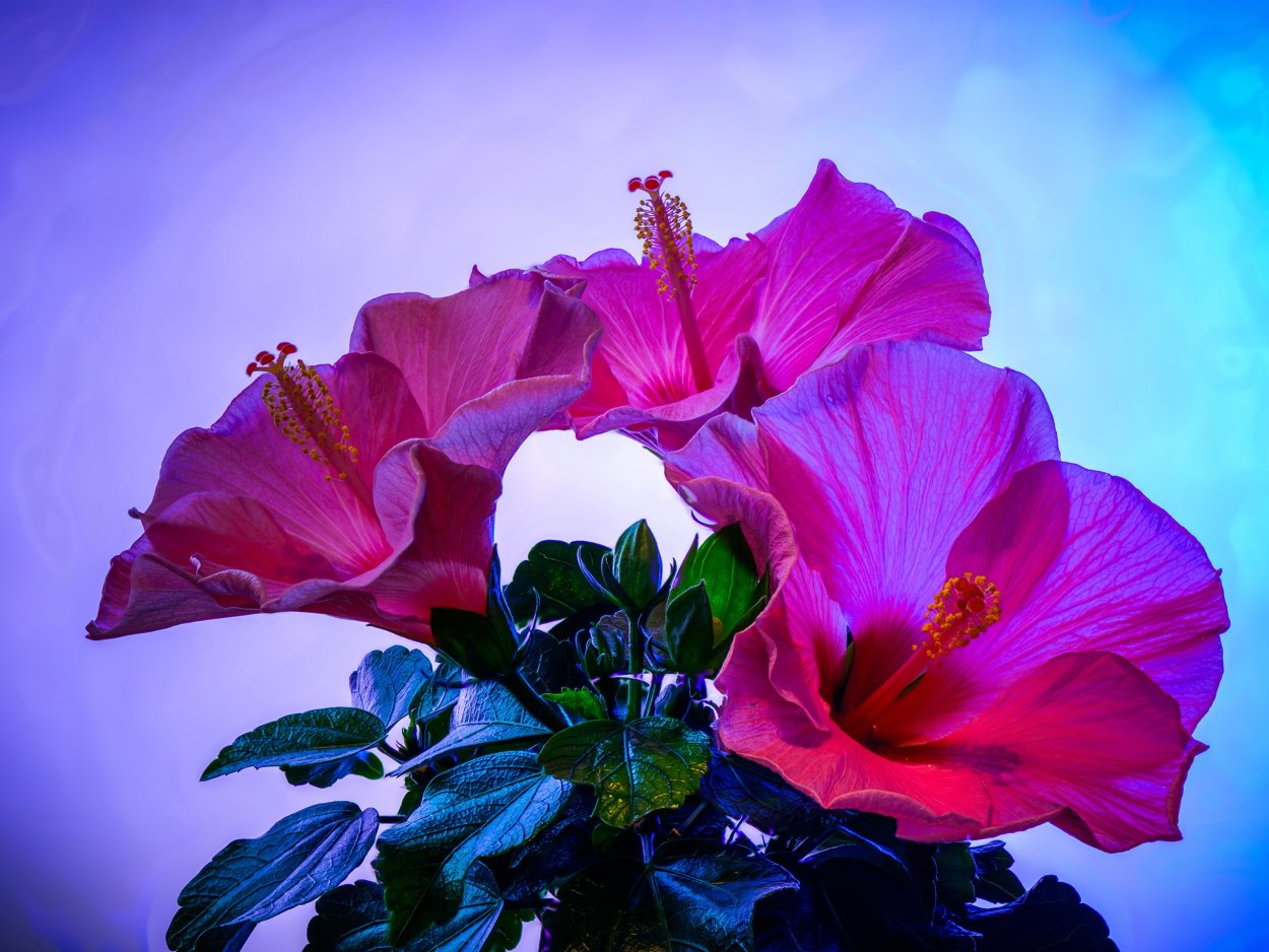 Красота цветов