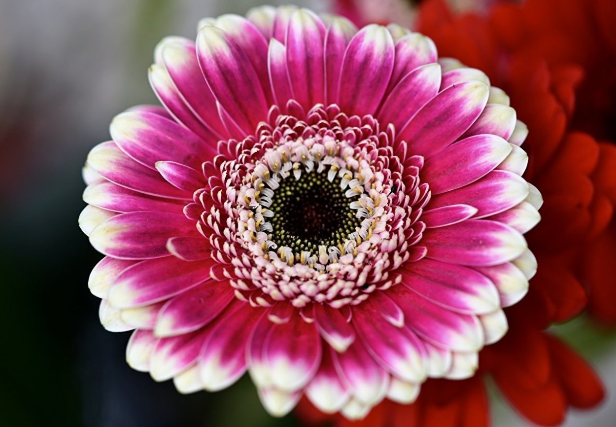 Гербера соцветие