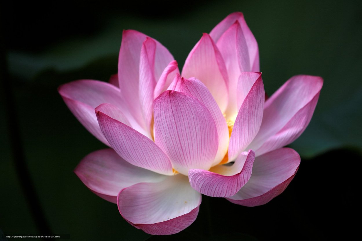 Лилия Электра