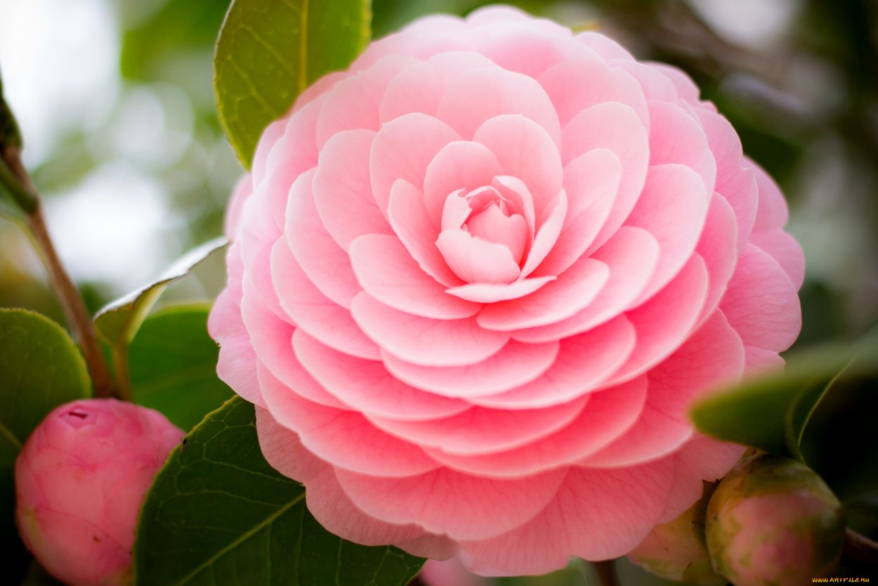 Камелия японская цветок