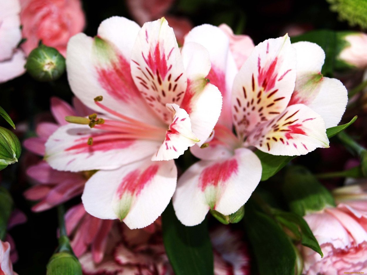 Канадская астильмерия