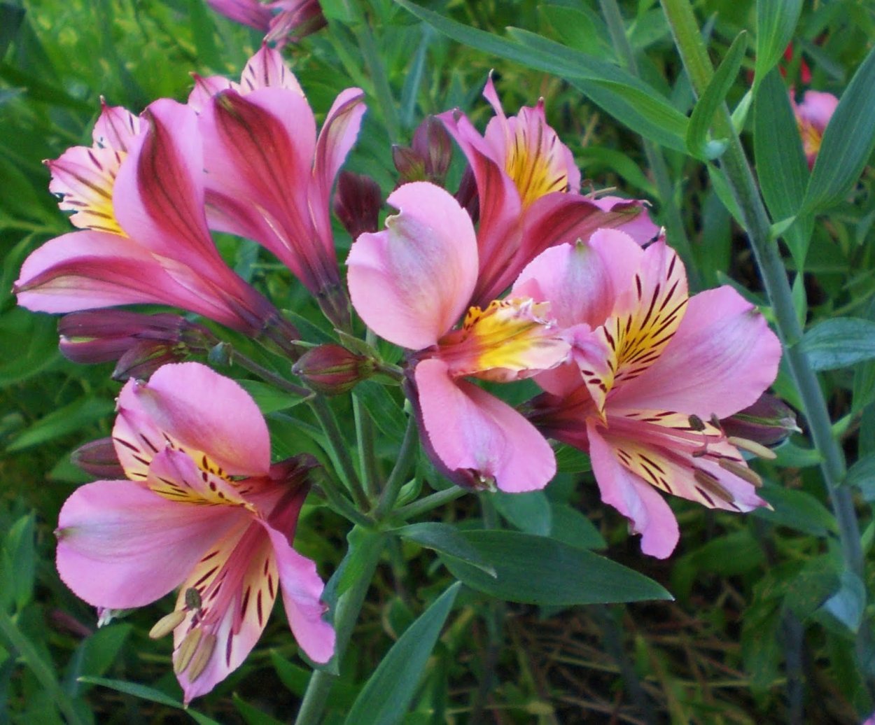 Альстромерия Элеганс