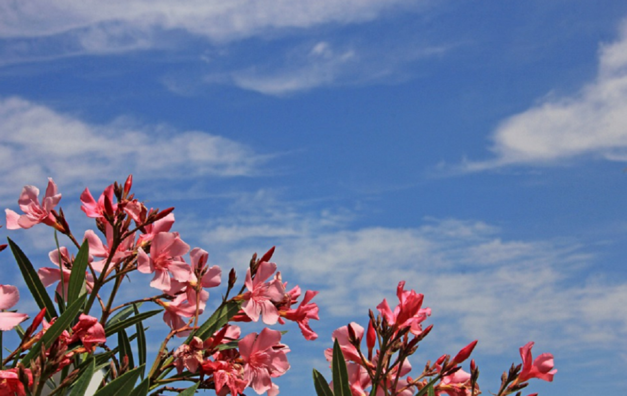 Олеандр ветка с листьями