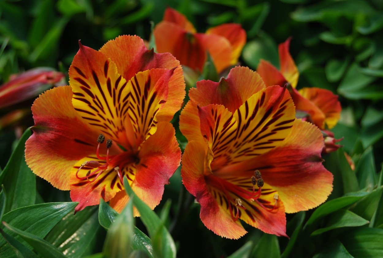 Альстромерия Элеганс