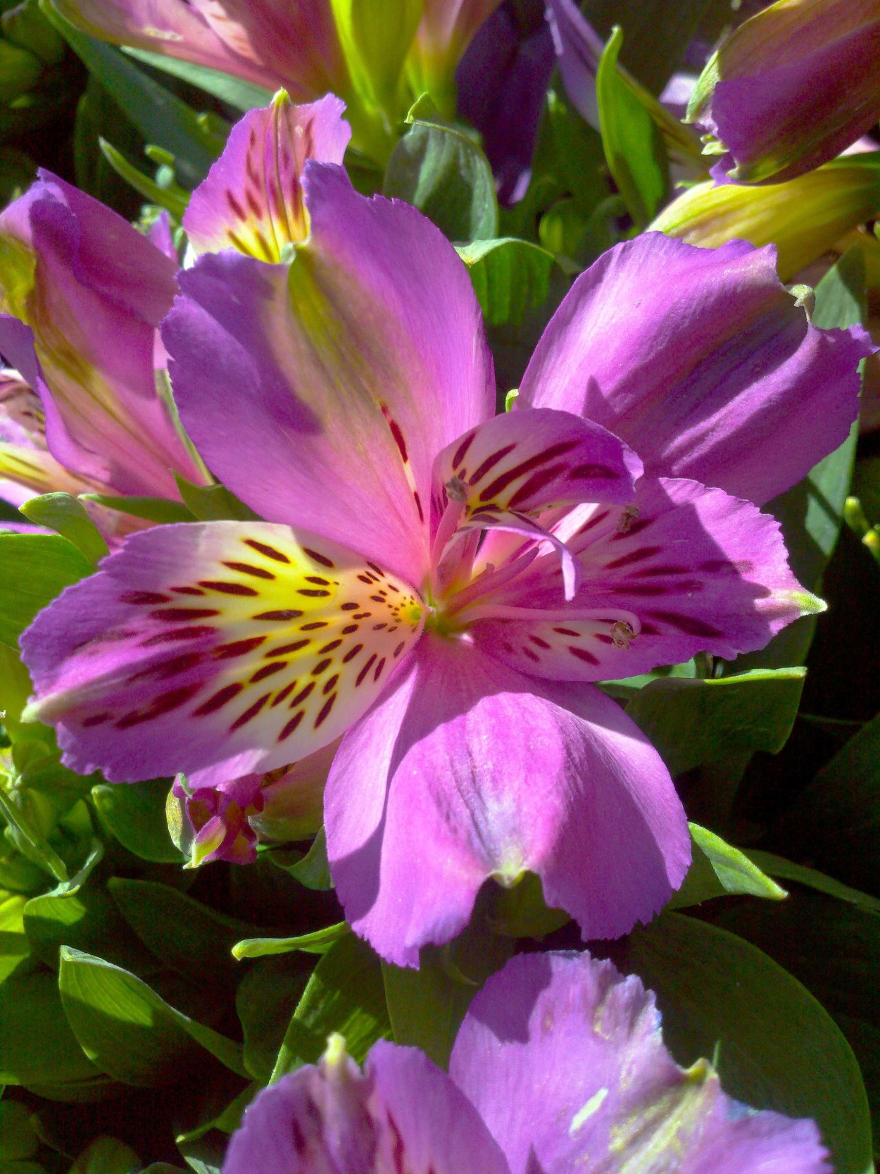 Альстромерия цветы