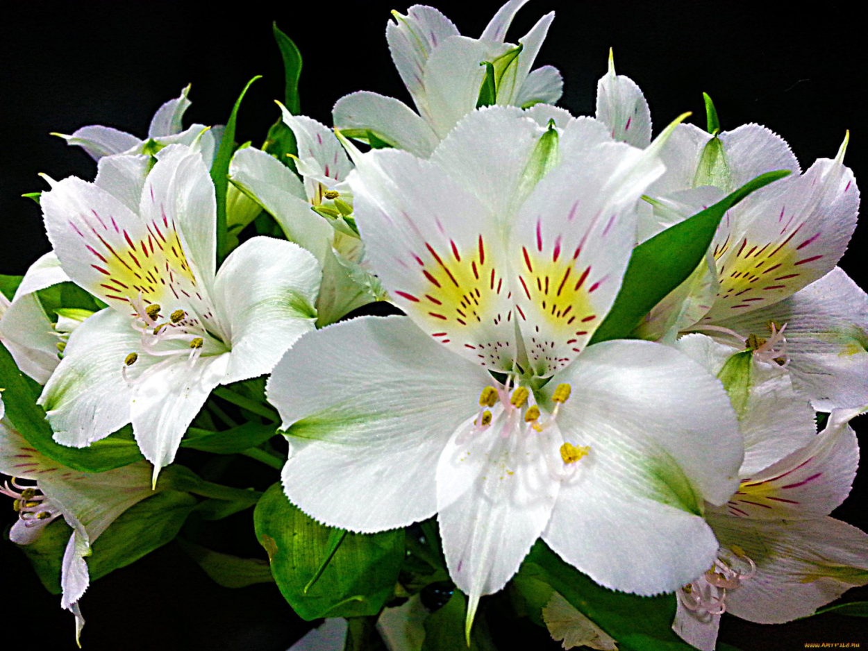 Альстромерия Арден