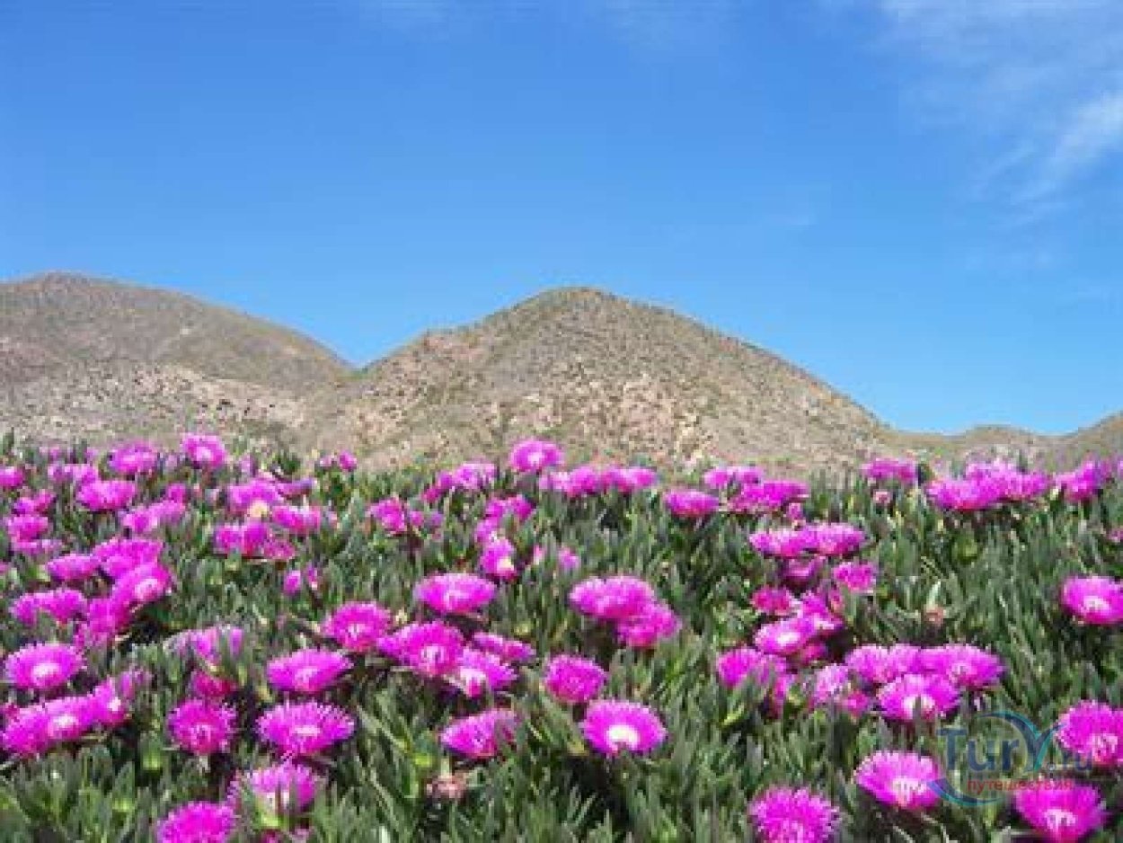 Альмерия цветы многолетники