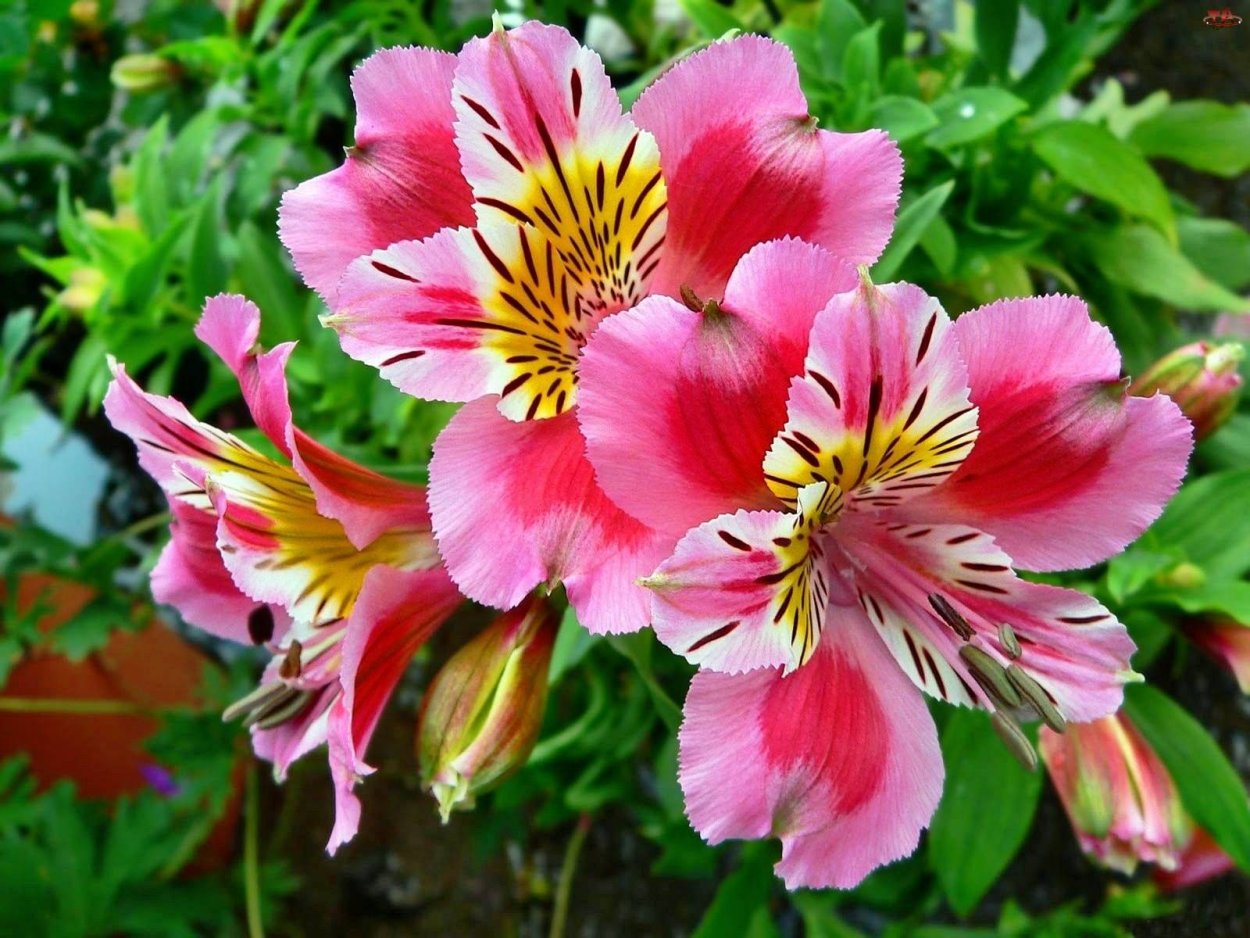 Alstroemeria ligtu-Hybrids