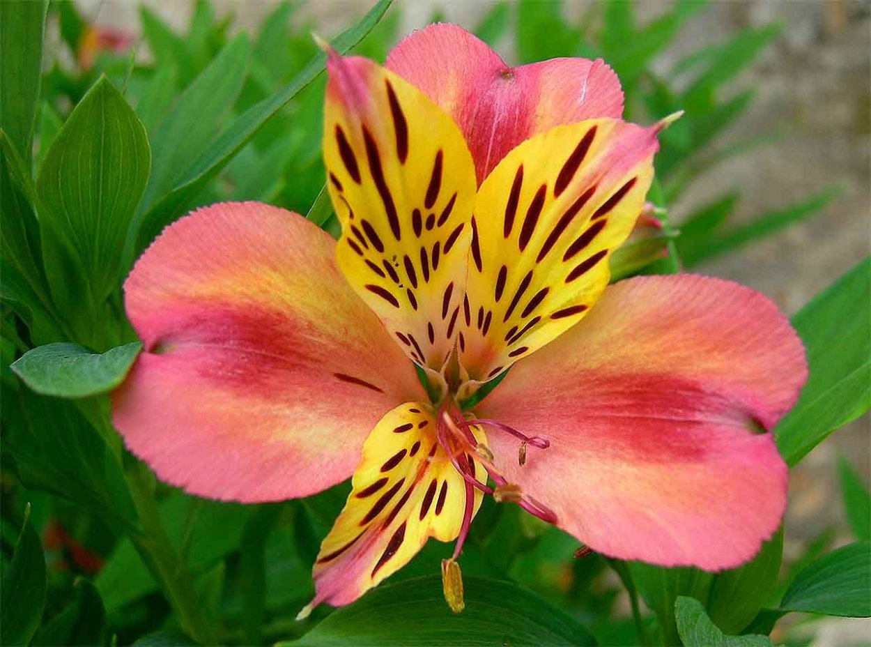 Альстромерия Венус