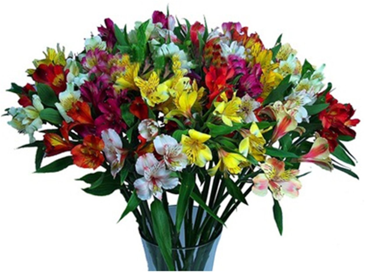 Альстромерия микс 80 Plazoleta