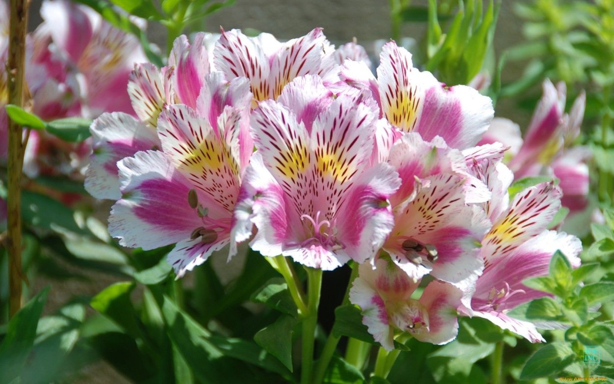 Альстромерия Джулия Гарда