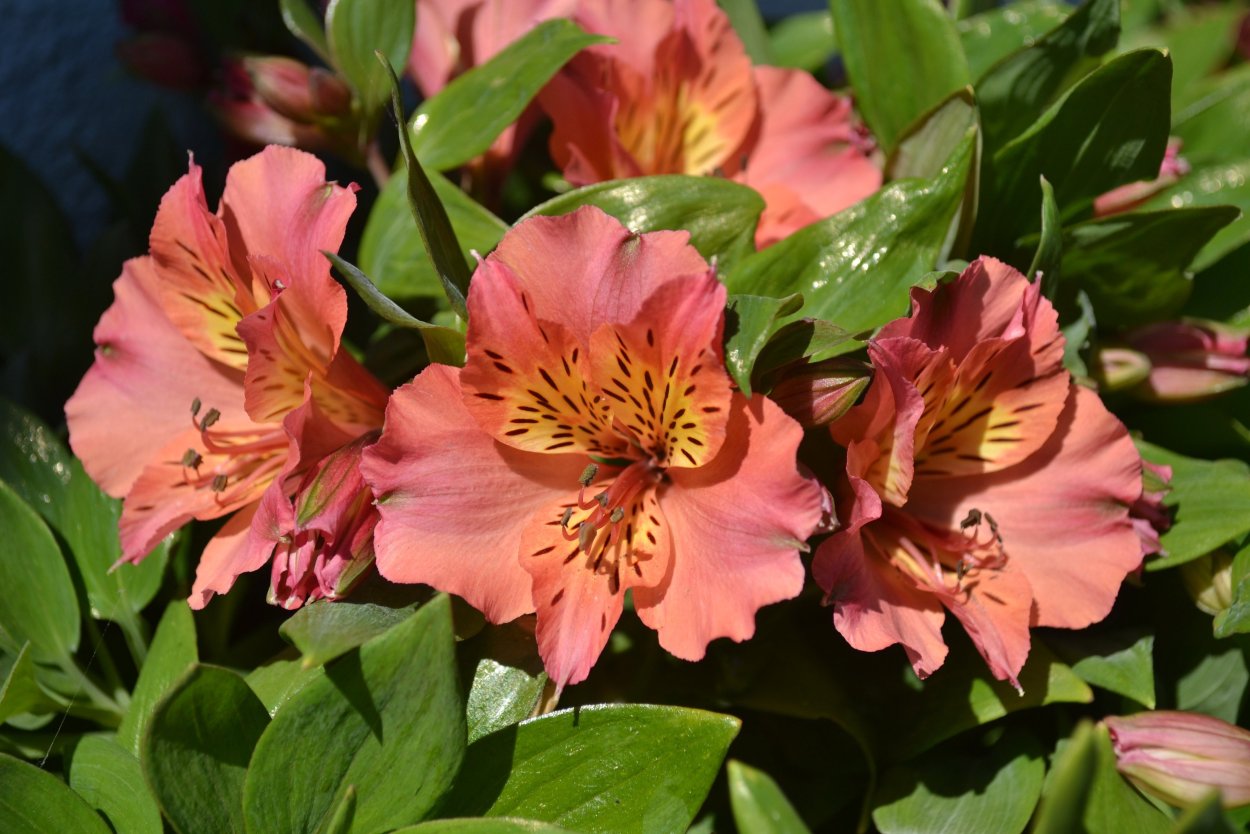 Цветы астельмерия