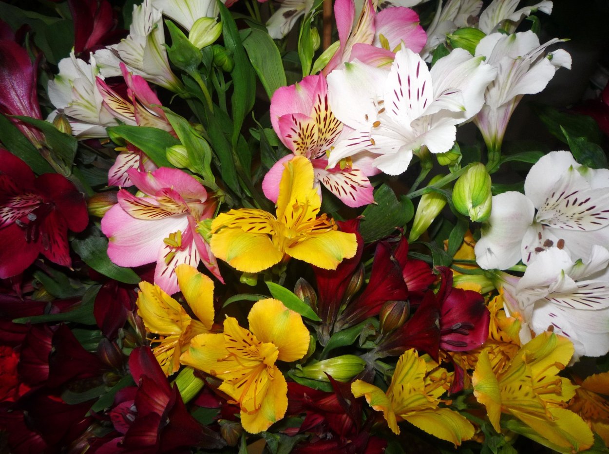 Альстромерия Гарда Вистлер