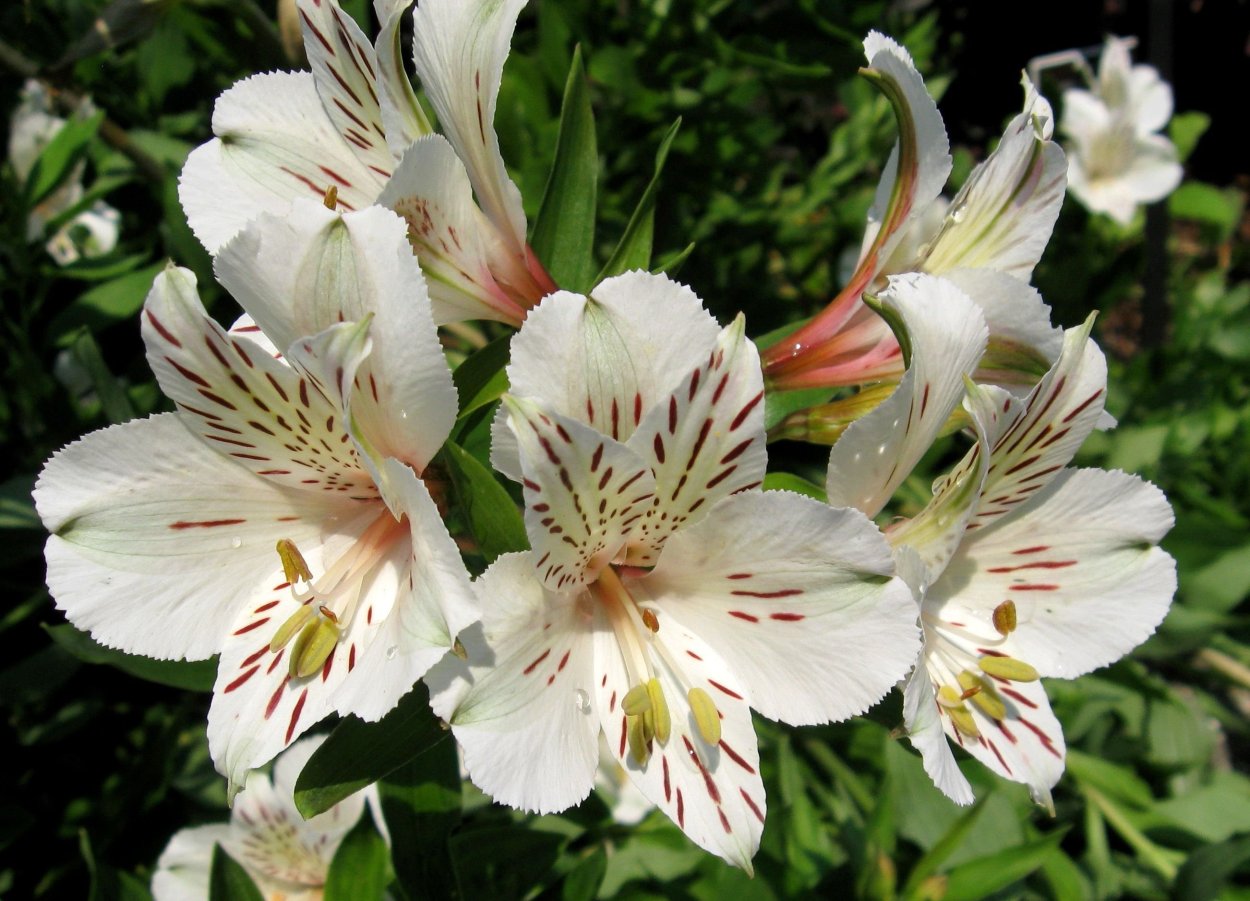 Альстромерия Вирджиния