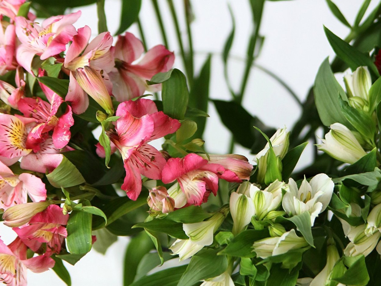 Альстромерия Ирен