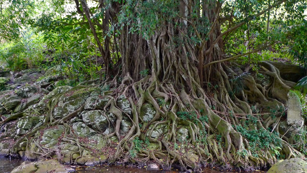Деревья у которых корни на поверхности