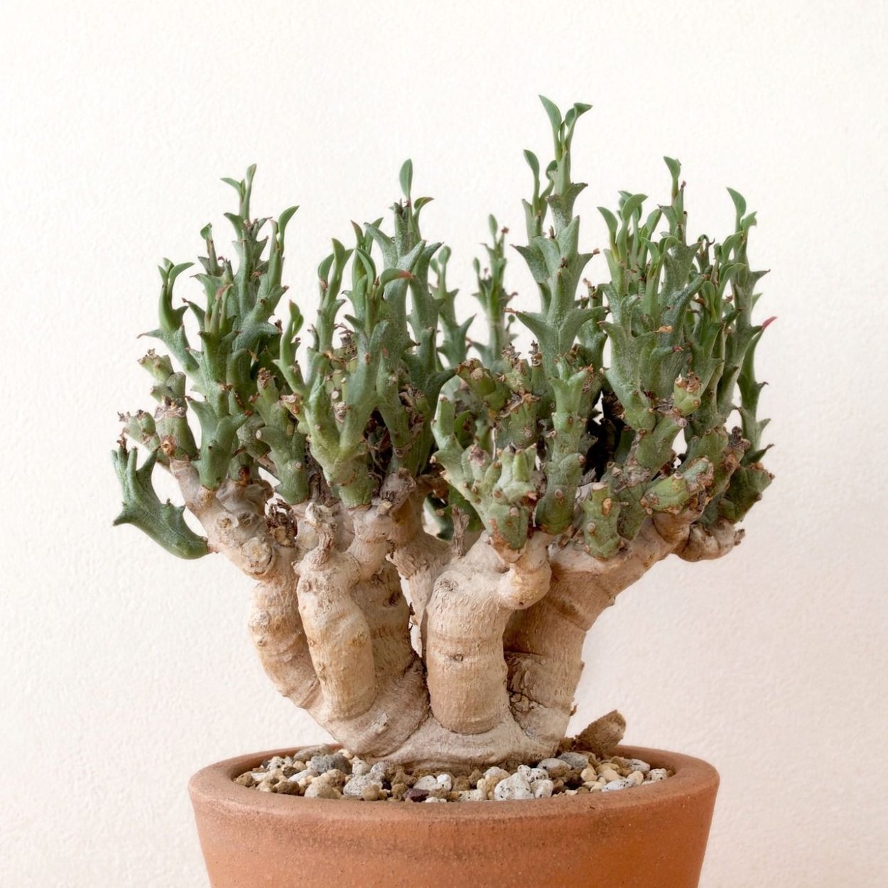 Суккулент каудекс boslevia neglekta