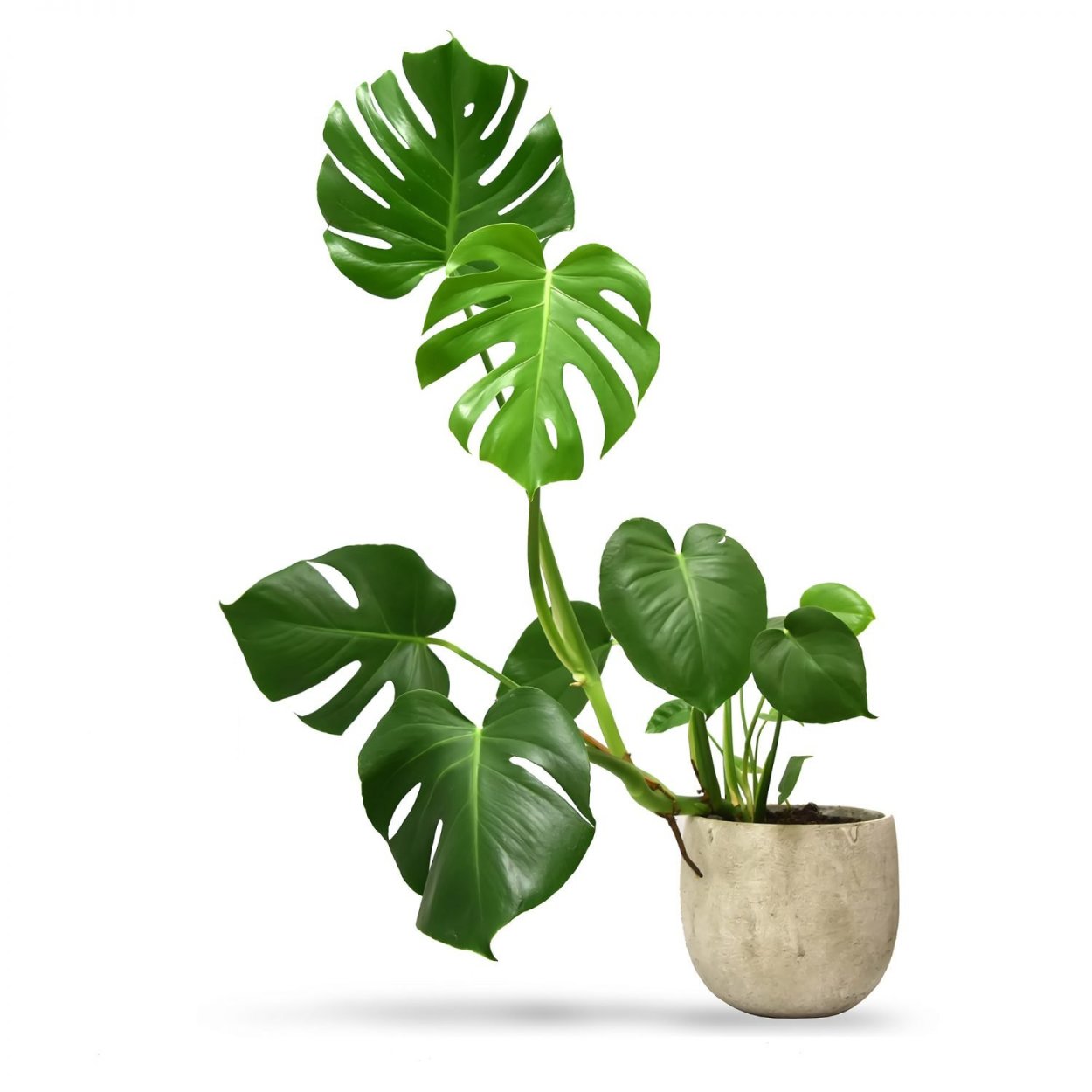 Монстера (Monstera)