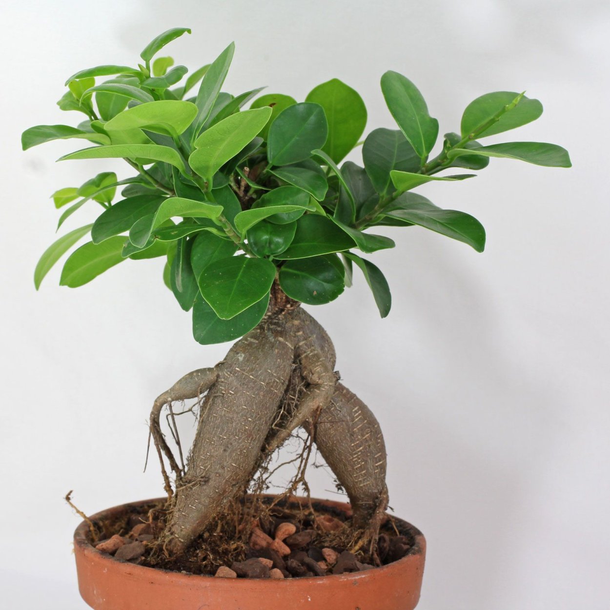 Фикус микрокарпа Гинсенг